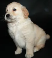 AKC Female 6, a female Golden Retriever for sale in Westmoreland, TN – Photo 2 of 4