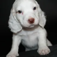 AKC Male 1C, a male English Cocker Spaniel for sale in Westmoreland, TN – Photo 1 of 4