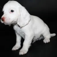 AKC Male 1C, a male English Cocker Spaniel for sale in Westmoreland, TN – Photo 3 of 4