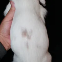 AKC Male 1C, a male English Cocker Spaniel for sale in Westmoreland, TN – Photo 4 of 4