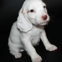 AKC Male 1C, a male English Cocker Spaniel for sale in Westmoreland, TN – Photo 2 of 4