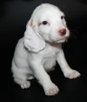 processed/e8333360-a471-4653-875d-540878d79d8a/listing/ce3fd117-ff38-4fa8-911b-d50a69034beb/d3da0ea3-9f8d-4bf8-bcf7-407a6871e1ca