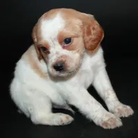 AKC Male 9, a male French Brittany for sale in Westmoreland, TN – Photo 4 of 5