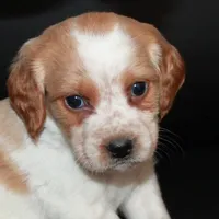 AKC Male 9, a male French Brittany for sale in Westmoreland, TN – Photo 1 of 5