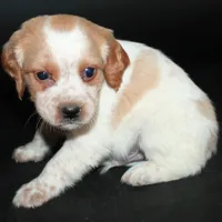 AKC Male 9, a male French Brittany for sale in Westmoreland, TN – Photo 3 of 5