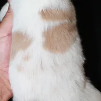 AKC Male 9, a male French Brittany for sale in Westmoreland, TN – Photo 5 of 5