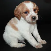AKC Male 9, a male French Brittany for sale in Westmoreland, TN – Photo 2 of 5