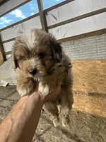 No name, a male Miniature Aussiedoodle for sale in Petersburg, TN – 4 of 5
