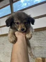 No Name, a female Miniature Aussiedoodle for sale in Petersburg, TN – 3 of 4