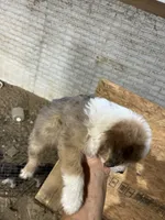 No Name, a female Miniature Aussiedoodle for sale in Petersburg, TN – 4 of 4