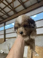 No name, a male Miniature Aussiedoodle for sale in Petersburg, TN – 2 of 5
