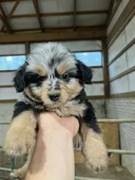No Name, a female Miniature Aussiedoodle for sale in Petersburg, TN – 3 of 4