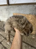 No name, a male Miniature Aussiedoodle for sale in Petersburg, TN – 5 of 5