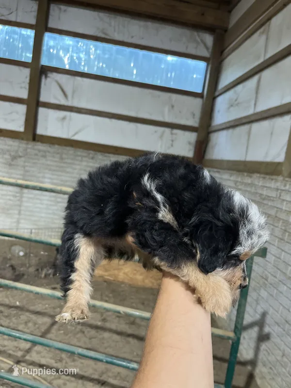 No Name – Miniature Aussiedoodle puppy for sale in Petersburg, TN