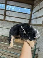 No Name, a female Miniature Aussiedoodle for sale in Petersburg, TN – 1 of 4