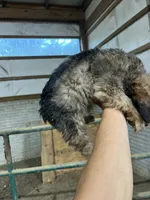 No name, a male Miniature Aussiedoodle for sale in Petersburg, TN – 4 of 4