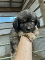 No name, a male Miniature Aussiedoodle for sale in Petersburg, TN – 2 of 4