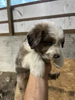 No Name, a male Miniature Aussiedoodle for sale in Petersburg, TN – 2 of 5