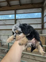 No Name, a female Miniature Aussiedoodle for sale in Petersburg, TN – 4 of 4