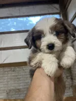No Name, a male Miniature Aussiedoodle for sale in Petersburg, TN – 3 of 5
