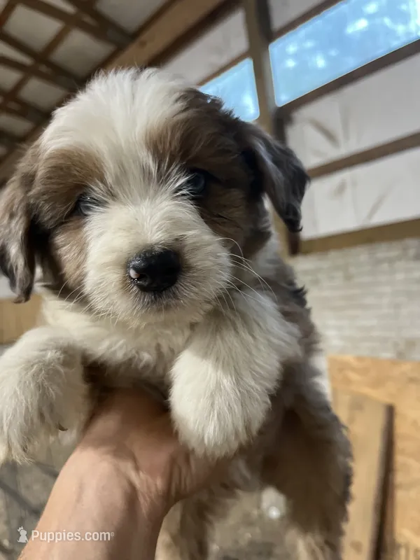 No Name – Miniature Aussiedoodle puppy for sale in Petersburg, TN