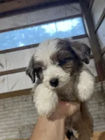 No Name, a male Miniature Aussiedoodle for sale in Petersburg, TN – 4 of 5