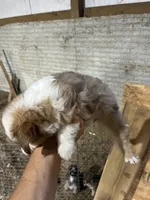 No Name, a female Miniature Aussiedoodle for sale in Petersburg, TN – 3 of 4