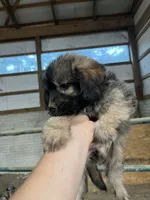 No name, a male Miniature Aussiedoodle for sale in Petersburg, TN – 3 of 4