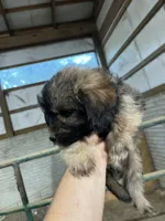 No name, a male Miniature Aussiedoodle for sale in Petersburg, TN – 1 of 4