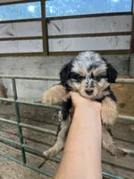 No Name, a female Miniature Aussiedoodle for sale in Petersburg, TN – 2 of 4