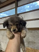 No Name, a female Miniature Aussiedoodle for sale in Petersburg, TN – 1 of 4