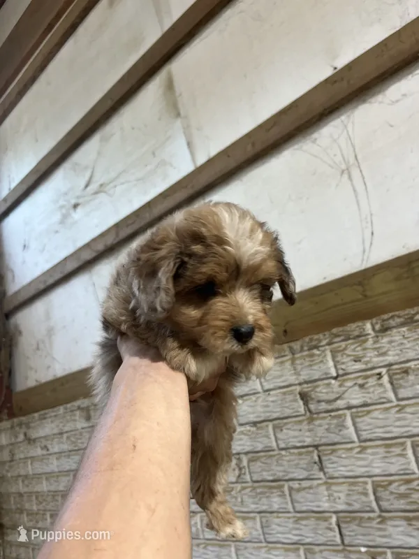 No name – Miniature Aussiedoodle puppy for sale in Petersburg, TN