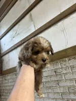 No name, a male Miniature Aussiedoodle for sale in Petersburg, TN – 1 of 5