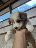 No Name, a female Miniature Aussiedoodle for sale in Petersburg, TN – 2 of 4
