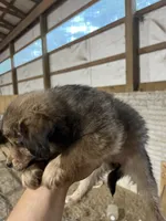 No Name, a female Miniature Aussiedoodle for sale in Petersburg, TN – 2 of 4