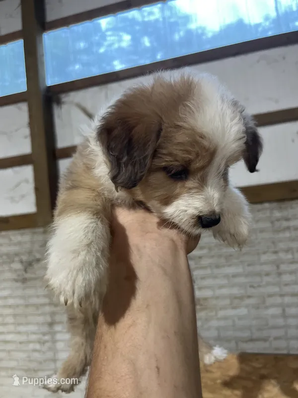 No Name – Miniature Aussiedoodle puppy for sale in Petersburg, TN