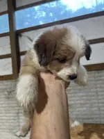 No Name, a female Miniature Aussiedoodle for sale in Petersburg, TN – 1 of 4