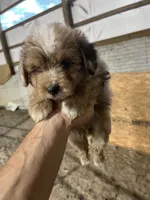 No name, a male Miniature Aussiedoodle for sale in Petersburg, TN – 3 of 5
