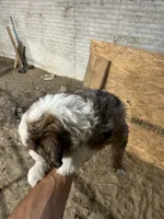 No Name, a male Miniature Aussiedoodle for sale in Petersburg, TN – 5 of 5