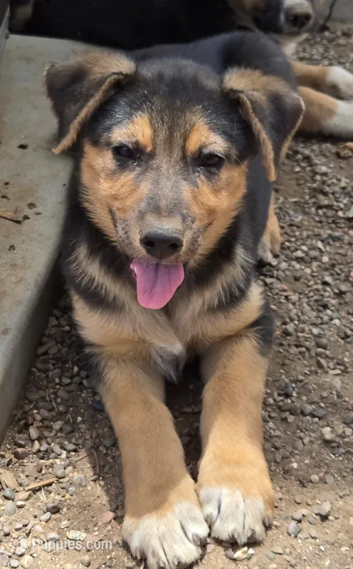 Female #2 – Australian Shepherd, German Shepherd Dog puppy for sale in Ramona, CA