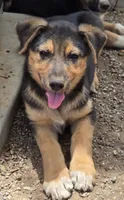 Female #2, a female Australian Shepherd and German Shepherd Dog for sale in Ramona, CA – 1 of 2