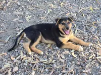 Female #2, a female Australian Shepherd and German Shepherd Dog for sale in Ramona, CA – 2 of 2