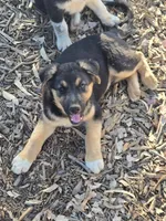 Male #3, a male Australian Shepherd and German Shepherd Dog for sale in Ramona, CA – 1 of 3