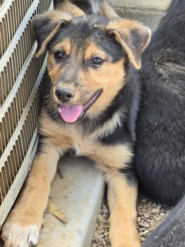 Female #3 – Australian Shepherd, German Shepherd Dog puppy for sale in Ramona, CA