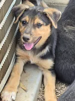 Female #3, a female Australian Shepherd and German Shepherd Dog for sale in Ramona, CA – 1 of 1