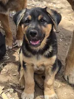 Male #3, a male Australian Shepherd and German Shepherd Dog for sale in Ramona, CA – 3 of 3
