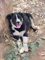 Male #2, a male Australian Shepherd and German Shepherd Dog for sale in Ramona, CA – 2 of 3