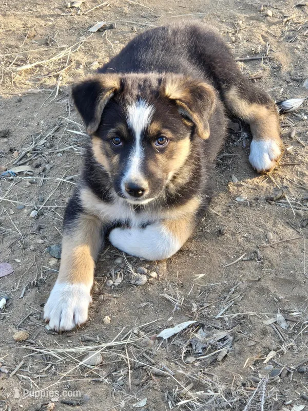 Male #1 – Australian Shepherd, German Shepherd Dog puppy for sale in Ramona, CA
