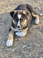 Male #1, a male Australian Shepherd and German Shepherd Dog for sale in Ramona, CA – 1 of 3