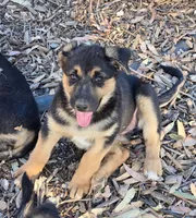 Male #3, a male Australian Shepherd and German Shepherd Dog for sale in Ramona, CA – 2 of 3